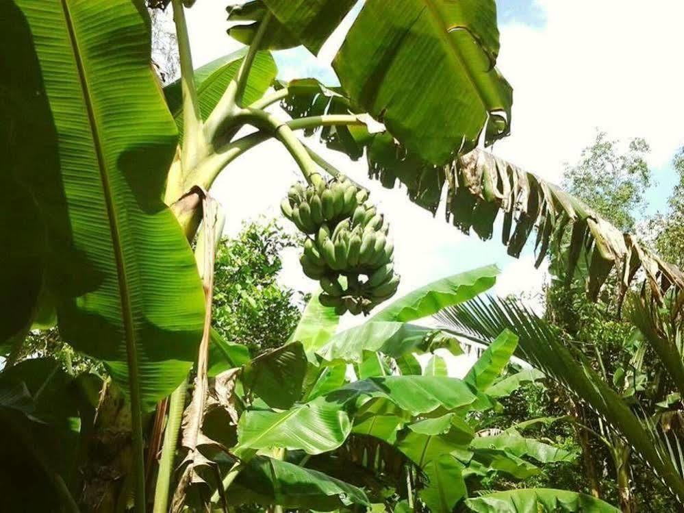 Green Village Homestay カントー エクステリア 写真